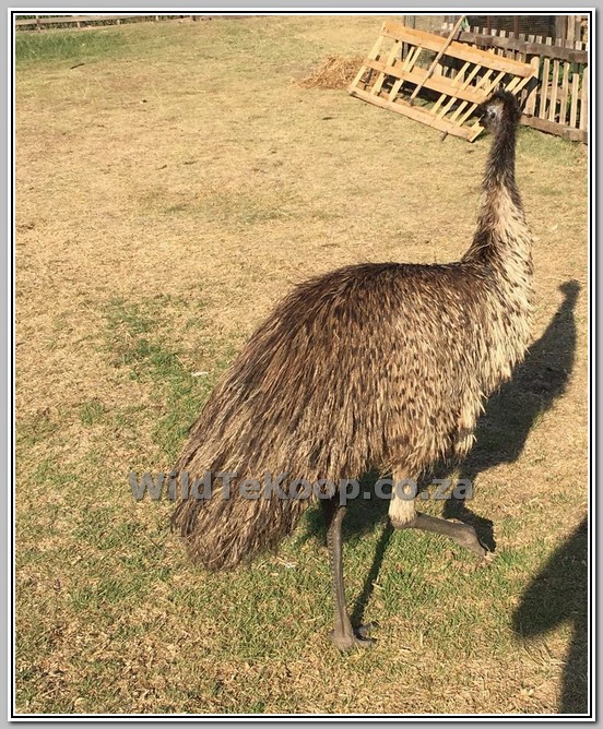 kofferbak barrière Ongrijpbaar Emu's for sale - Emoe's te koop - WildLife South Africa Classifieds