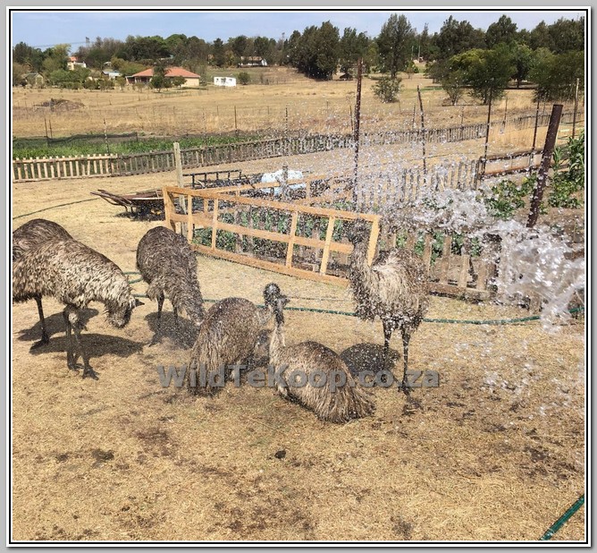 piloot Mislukking onregelmatig Emu's for sale - Emoe's te koop - WildLife South Africa Classifieds
