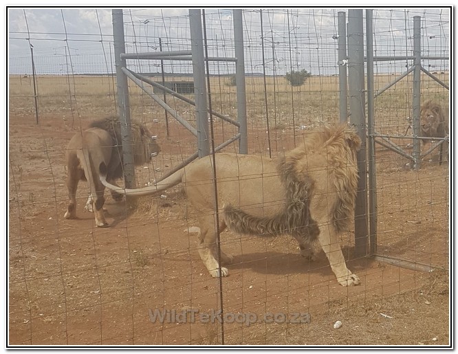 LEEUS BOSHOF OMGEWING 61