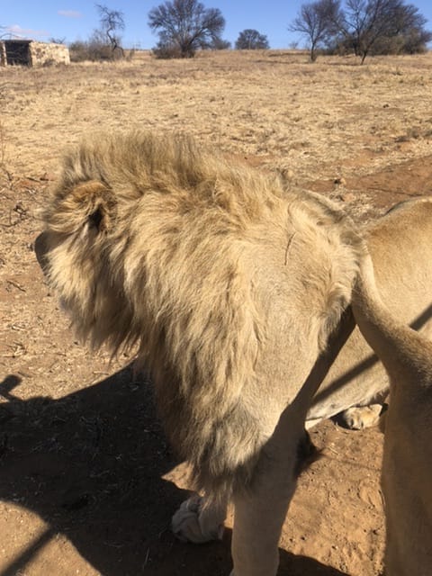 Leeu Mannetjie te koop - Heilbron 1