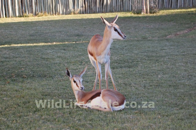 WildLife4Sale.co.za - Wild