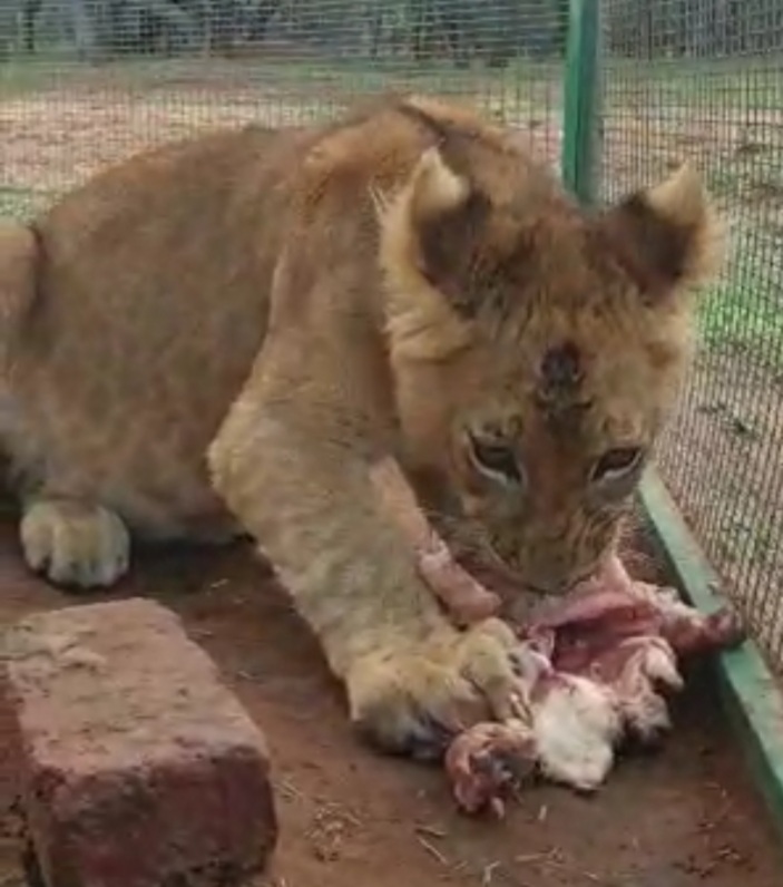 Male lion 5mnths for sale