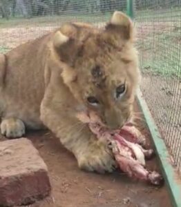 Male lion 5mnths for sale