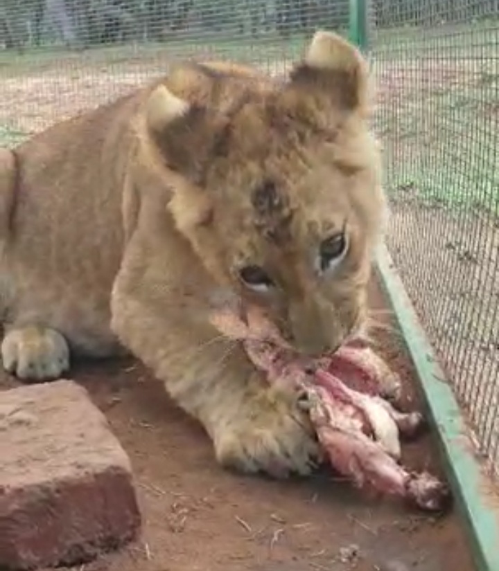 Male lion 5mnths for sale