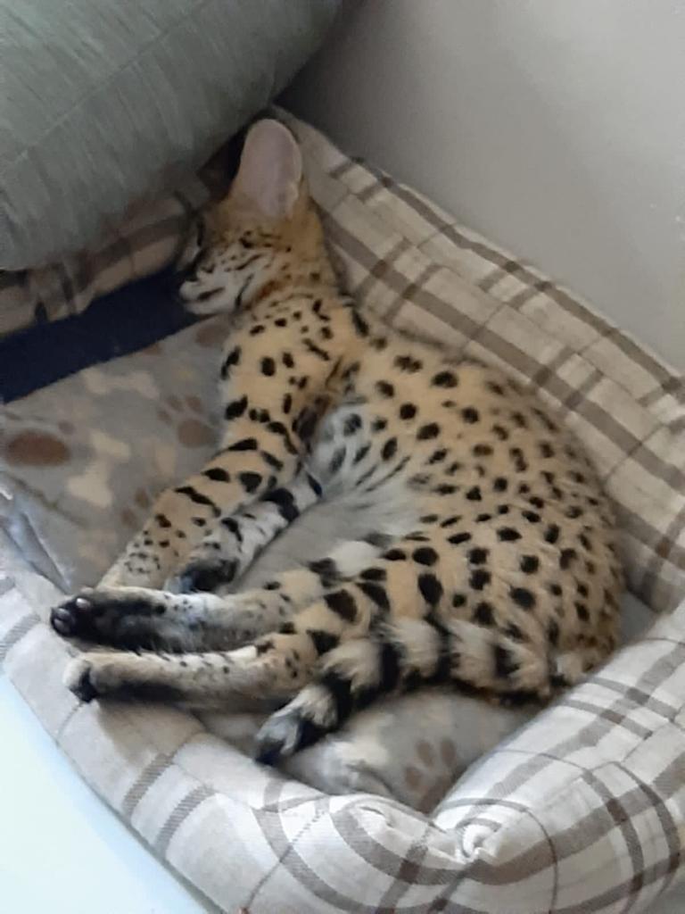 Tierboskat Mannetjie te koop