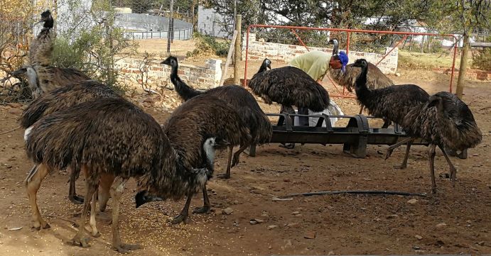 Rijke man Hangen Grafiek Emoes te koop - WildLife South Africa Classifieds