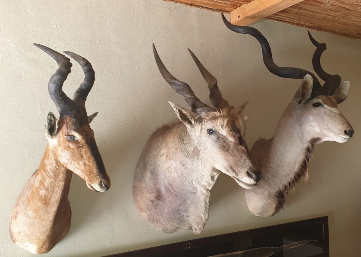 4 Trophies for sale - WildLife South Africa Classifieds