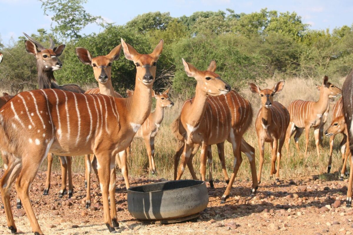 njala te koop