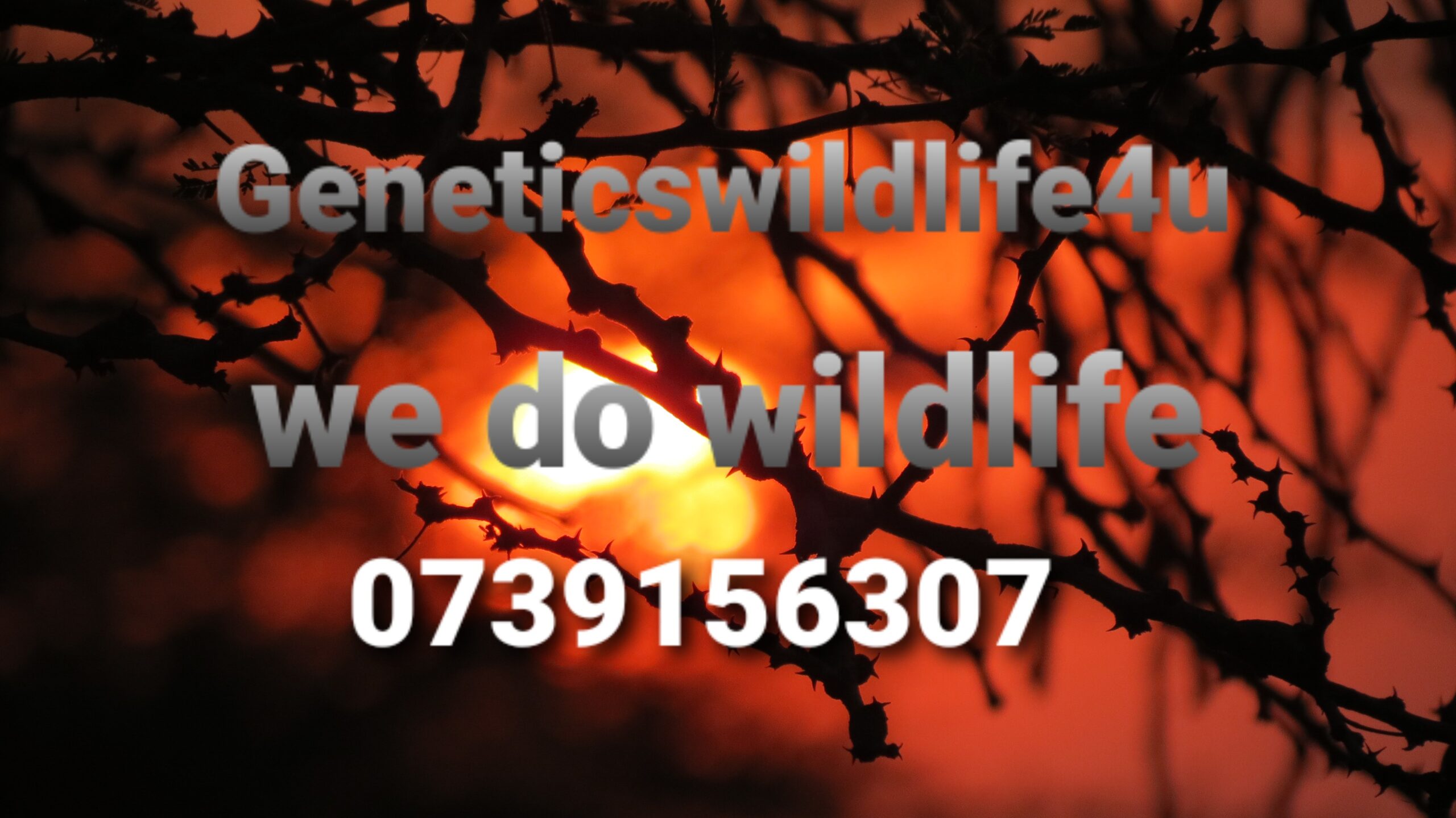 Geneticswildlife4u logo