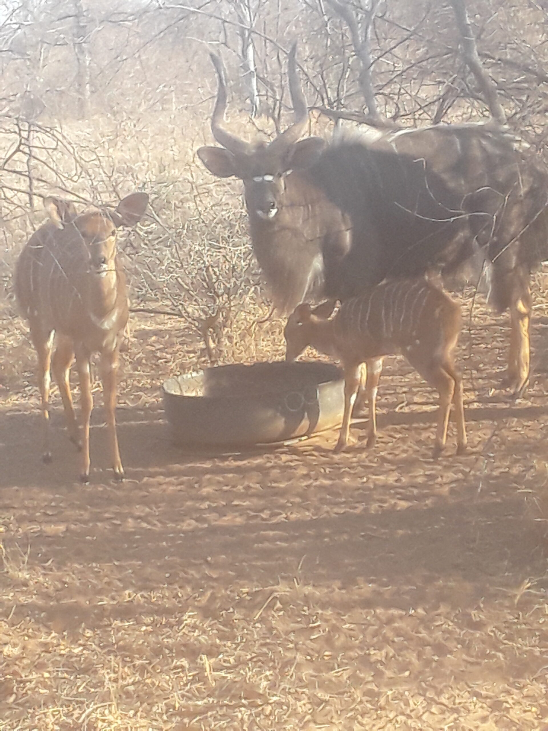 Mak Njala's te koop