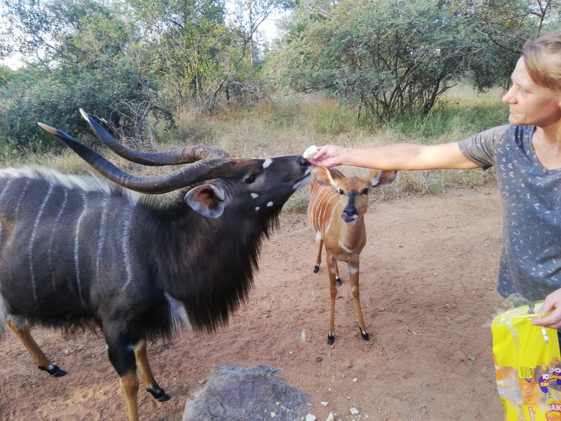 Mak Njala's te koop