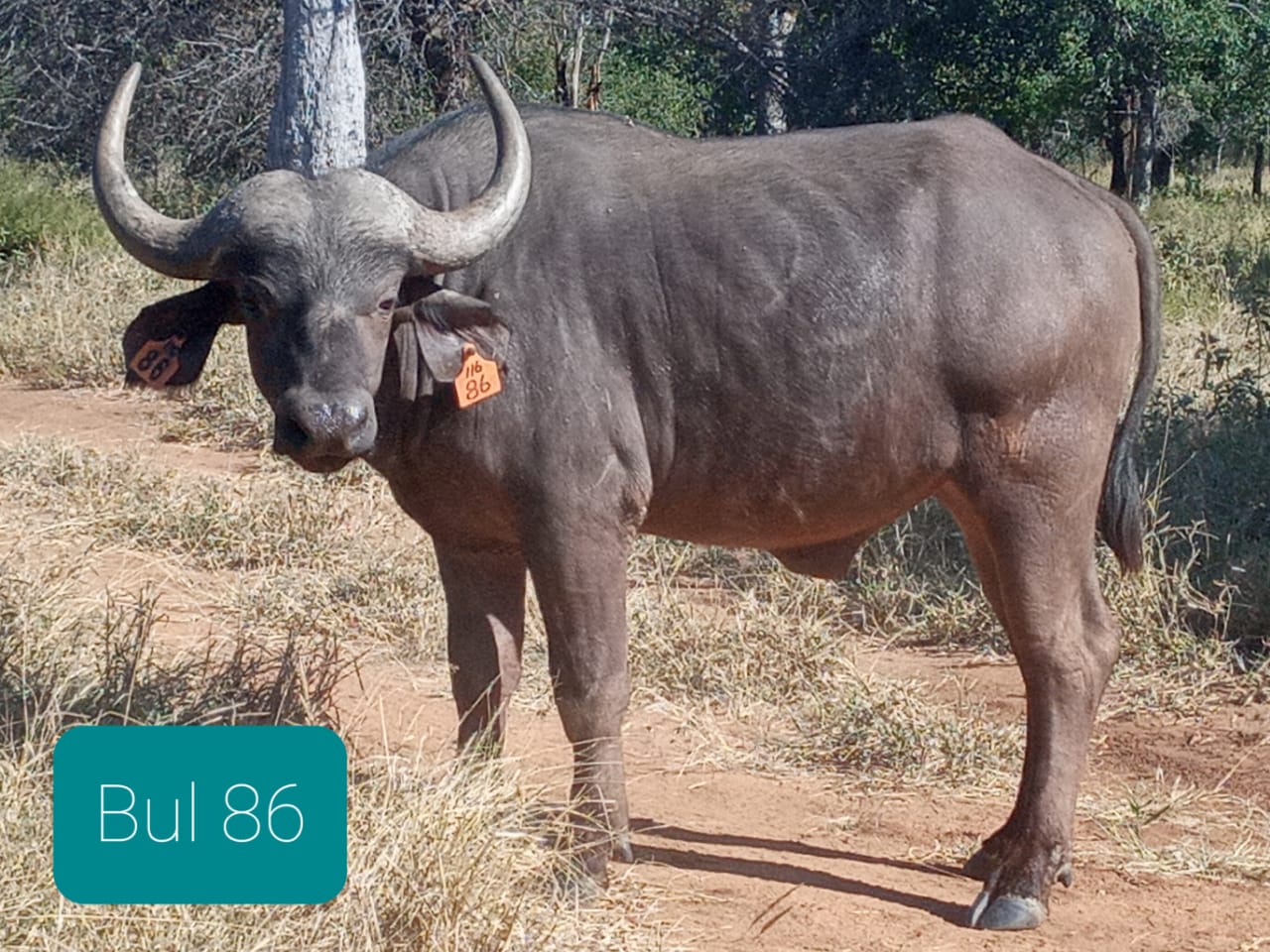 Buffalo Bulls available WildLife South Africa Classifieds