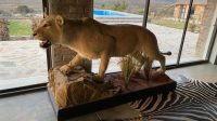 Full Lion Mounts for sale