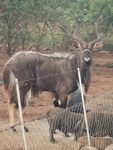 Nyala Bull for sale