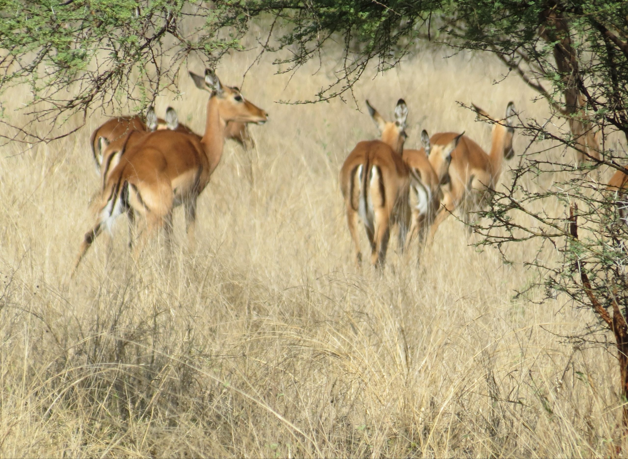 Impala Family group for sale