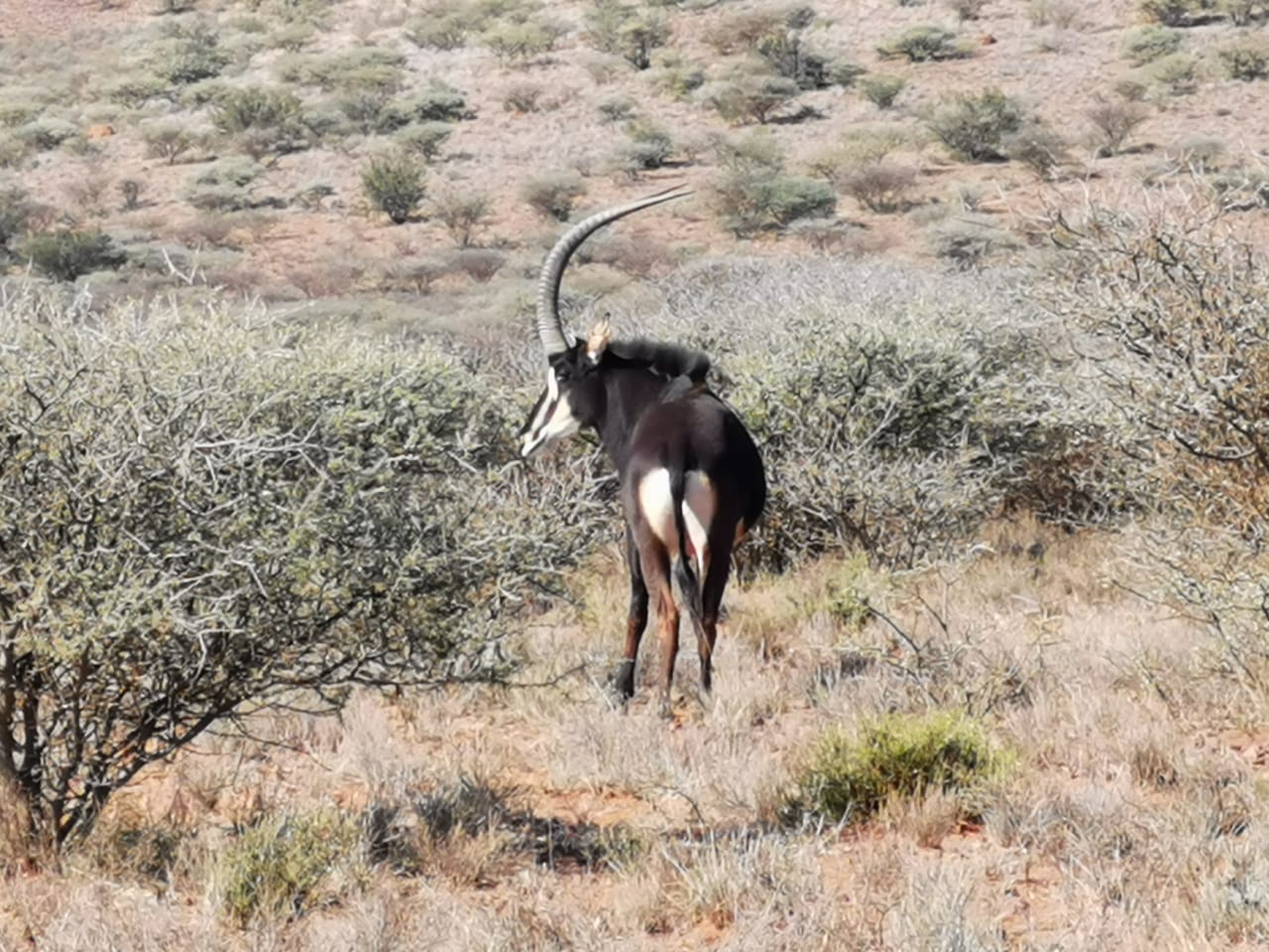 Sable package (24 Animals) WildLife South Africa Classifieds