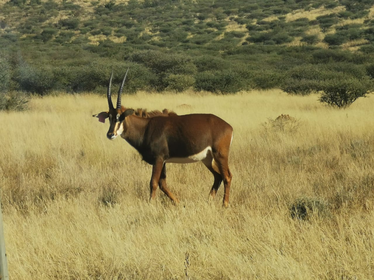 Sable package (24 Animals) WildLife South Africa Classifieds