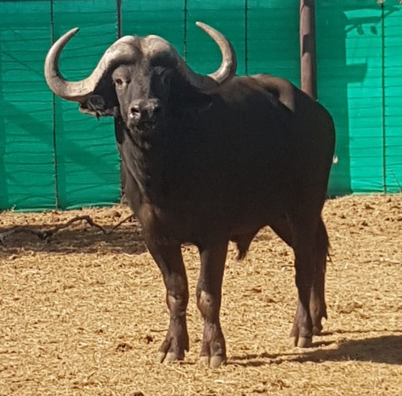 3 x Buffalo Bulls for sale WildLife South Africa Classifieds