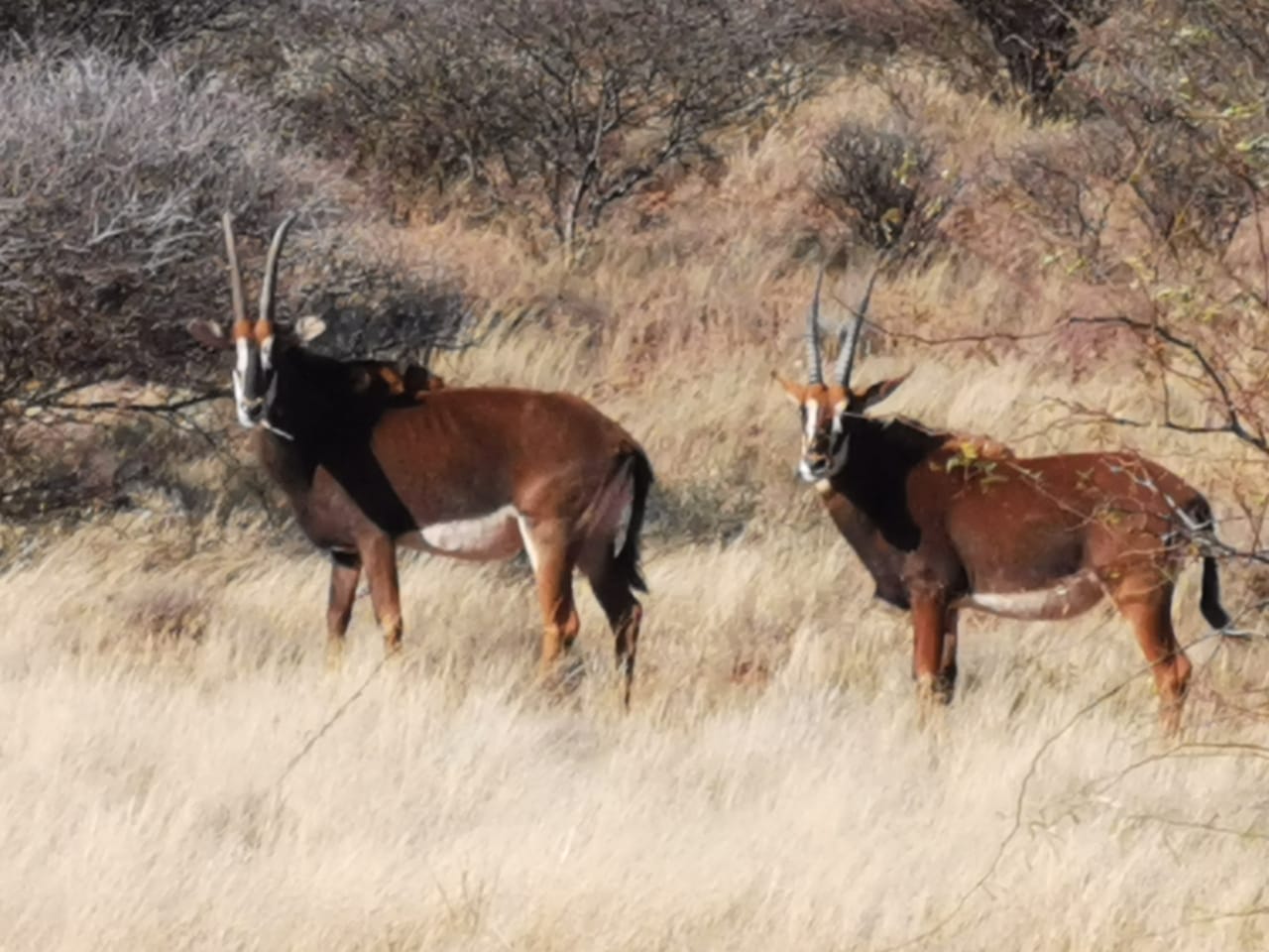 Sable package (24 Animals) WildLife South Africa Classifieds