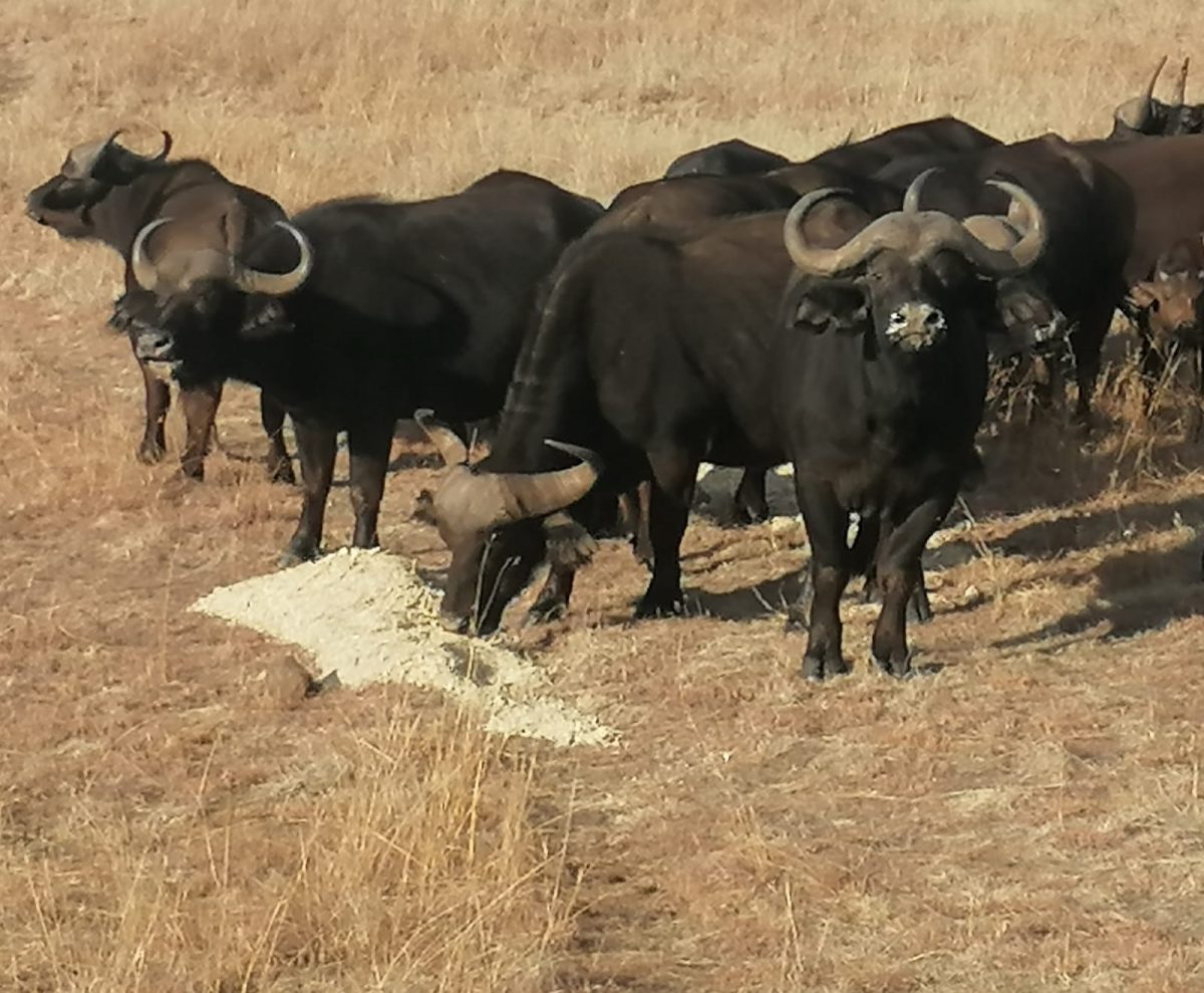 2 x Young Buffalo Bulls for sale - WildLife South Africa ...