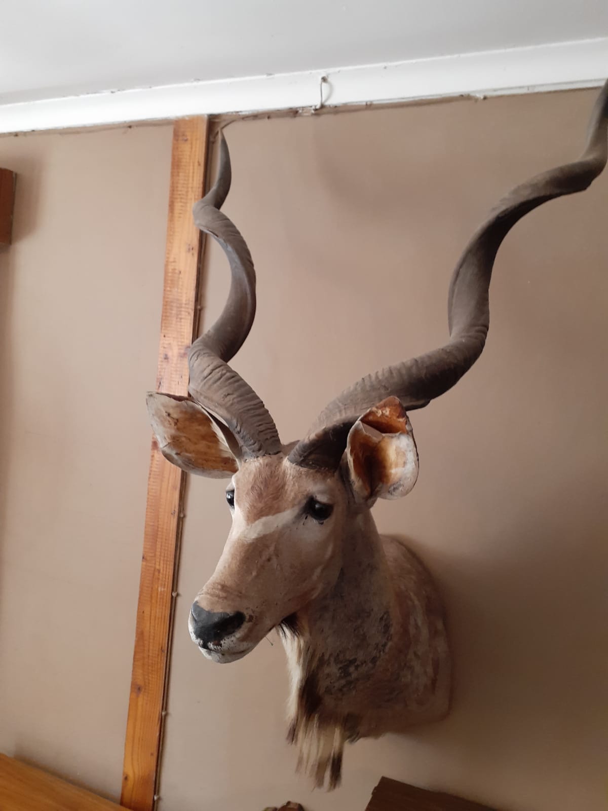 Mounted buffalo and Kudu heads for sale WildLife South Africa Classifieds