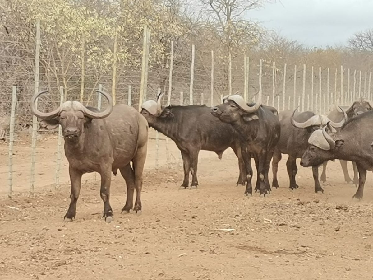 6 x Buffalo Bulls WildLife South Africa Classifieds