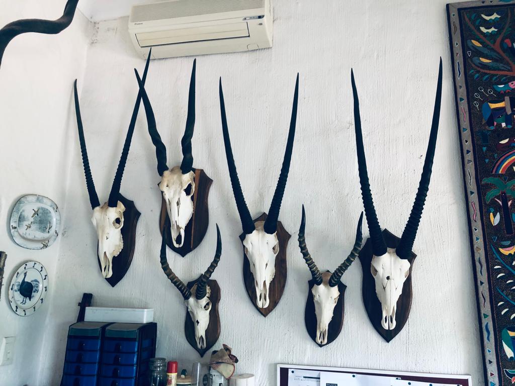 Hunting Trophies for Sale WildLife South Africa Classifieds
