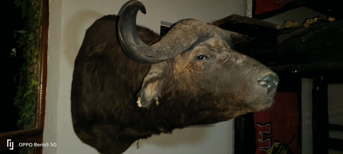 7 Shoulder Mount Trophies For Sale WildLife South Africa Classifieds