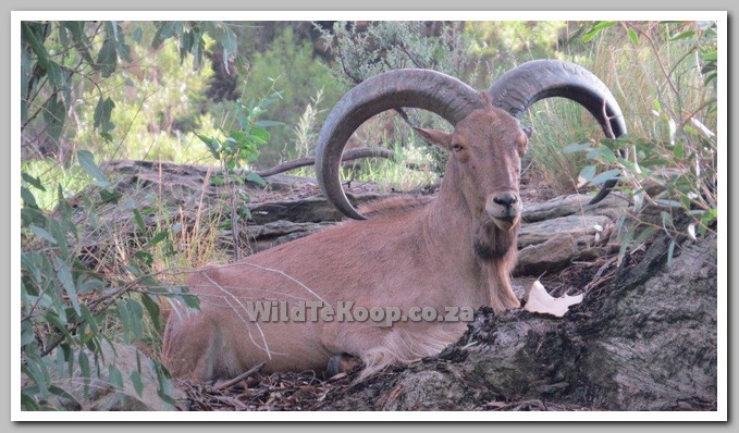 Barbary sheep for sale 1